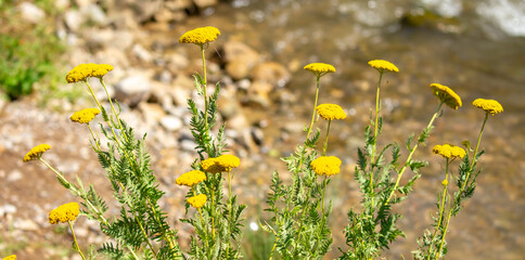 Yarrow medicinal plant. Yellow yarrow in bloom. Yarrow flowers, bush close-up. © Vera