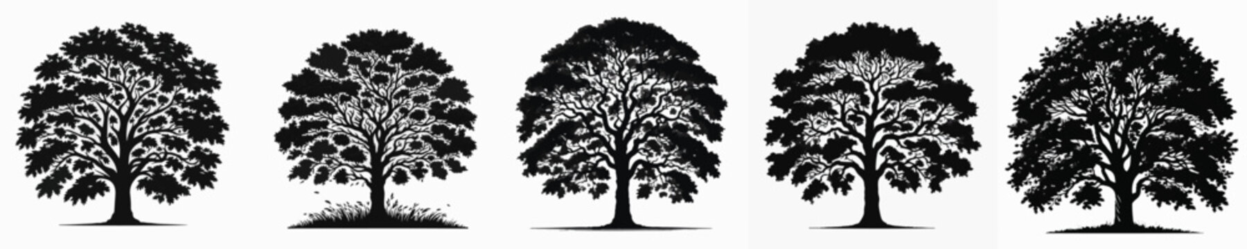 Vector silhouette of elm tree