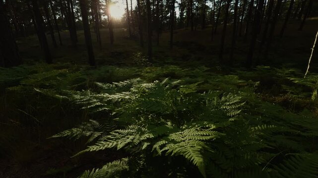 Sunlight through dense pine forest over lush green fern floor with tall trunks and deep shadow