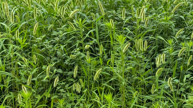 Picture of green foxtail and surrounding wild plants.