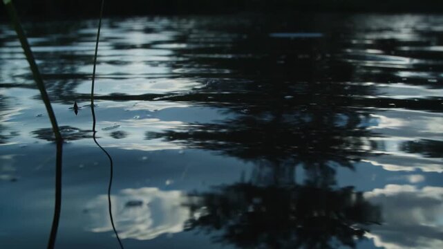 Rippling water surface from breeze peaking mirroring tree and clouds at pond with left reed, debris