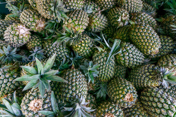 Fototapeta premium Fresh harvested pineapples stacked on a plastic crate at a local fruit market.