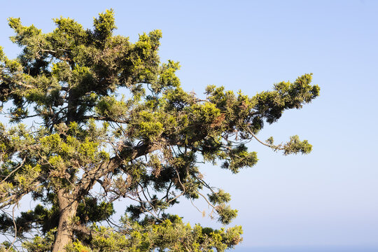 Close up of Phoenician juniper (Juniperus phoenicea) tree branches on a cliff edge with clear blue sky, Episkopi, Cyprus