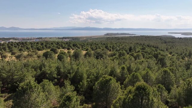 Aerial footage flying over a lush green pine forest revealing the beautiful Aegean Sea coast, oe01
