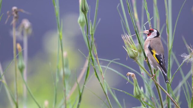 European goldfinch observing and eating the seeds of a Yellow Goat's Beard flower bud in spring in a domestic garden. Carduelis carduelis, Tragopogon dubius, r&eacute;gion Centre-Val de Loire, France, Europe