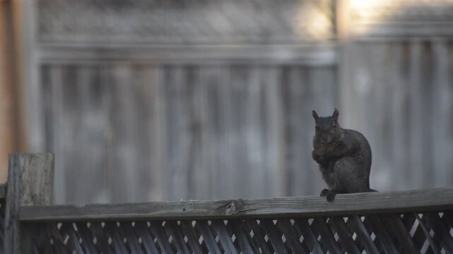 Little Black Squirrel Sitting on a Fence