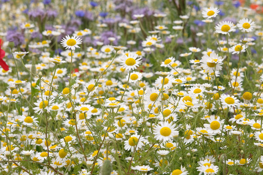 White and yellow leucanthemum vulgare, wild marguerite or ox eye daisy in flower.
