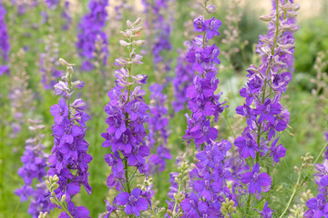 Fototapeta premium Purple Consolida ‘Blue Spire’, also known as Larkspur, in flower.