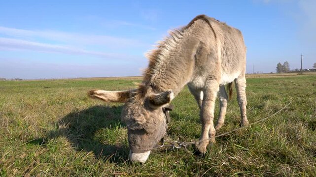 A grey donkey with a halter is grazing in a green meadow. The sky is clear and blue, providing a serene backdrop for the peaceful scene.