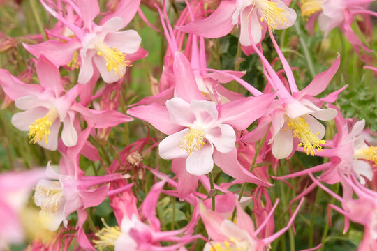 Pink and white Aquilegia chrysantha &lsquo;Rose Queen&rsquo;, Columbine or granny&rsquo;s bonnet, in flower.