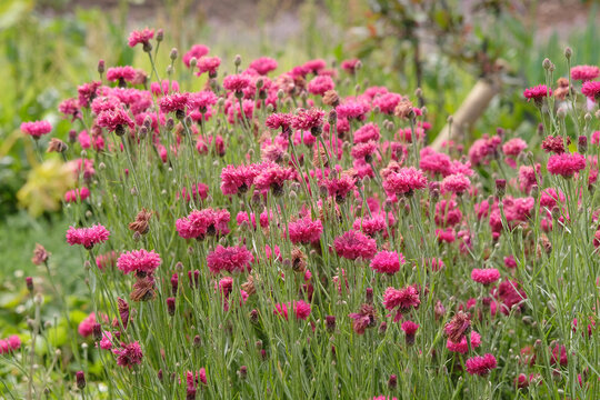 Pink Centaurea cyanus, commonly known as cornflower or bachelor's button in flower.