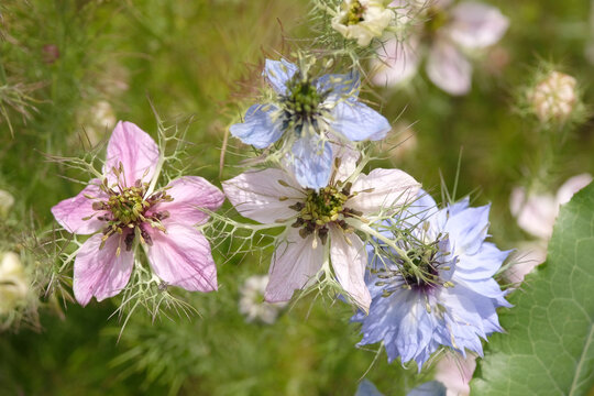 White, pink and Blue Nigella damascena, love in the mist, &lsquo;Miss Jekyll Rose&rsquo;