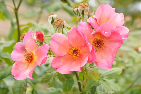Coral pink shrub rose, rosa, Rosa Morning Mist &lsquo;ausfire&rsquo;, in flower.