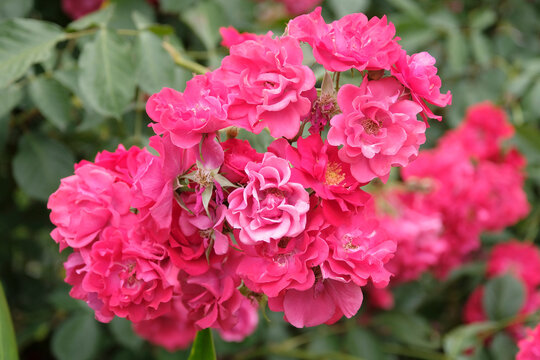 Fuchsia Pink shrub rose, rosa &lsquo;Will Scarlet&rsquo;  in flower.