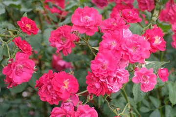 Fototapeta premium Fuchsia Pink shrub rose, rosa ‘Will Scarlet’ in flower.