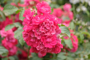 Fototapeta premium Fuchsia Pink shrub rose, rosa ‘Will Scarlet’ in flower.