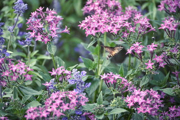 ピンク色の花畑でホシホウジャクが蜜を吸う瞬間。鮮やかな花と葉に囲まれた自然の営み。 © BRUCE