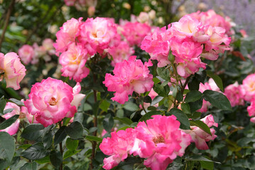 Obraz premium Pink and white hybrid tea rose, rosa ‘You’re My Everything’ in flower.