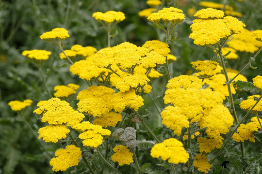 Bright yellow Achillea, or yarrow, &lsquo;Moonshine&rsquo; in flower.