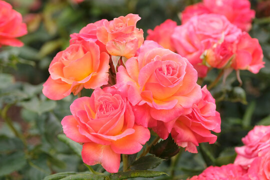 Orange and pink hybrid tea rose, rosa &lsquo;Volcano&rsquo;  in flower.