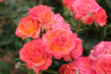 Naklejka premium Orange and pink hybrid tea rose, rosa ‘Volcano’ in flower.