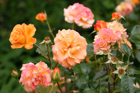 Orange gold and pink floribunda rose, rosa &lsquo;Precious Amber&rsquo;  in flower.