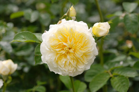 Yellow and white shrub rose, rosa &lsquo;The Pilgrim&rsquo; in flower.