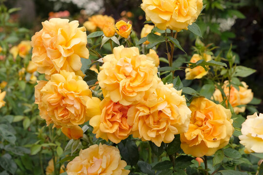 Yellow gold floribunda rose, rosa &lsquo;Golden Beauty&rsquo;  in flower.