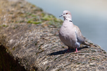 Fototapeta premium Close-up of a common pigeon perched on weathered rock