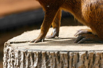 Fototapeta premium Furred animal stands on a tree stump. Paws grip the rough bark surface.