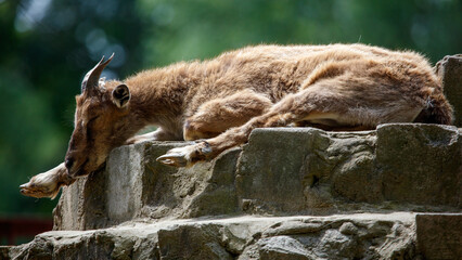 Fototapeta premium Young goat rests atop stone ledge