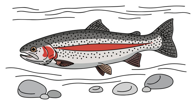 Rainbow trout swimming in a clear river with rocks in flat vector style