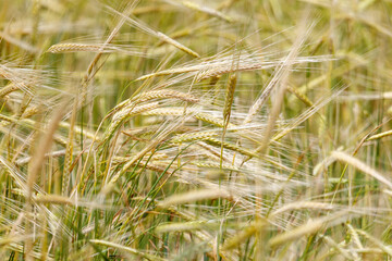 Fototapeta premium Golden wheat ears sway gently in a field