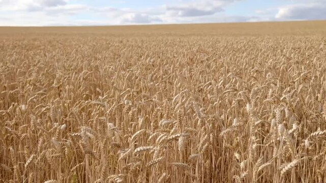 Golden wheat field with ripe grain heads - Triticum aestivum - swaying in summer sunlight. Agricultural landscape for farming, harvest, and food security concepts.
