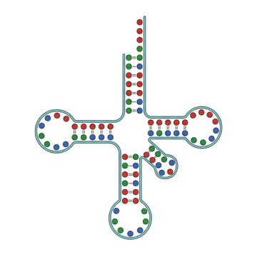 Transfer RNA Clover Leaf Model Isolated on Transparent Background