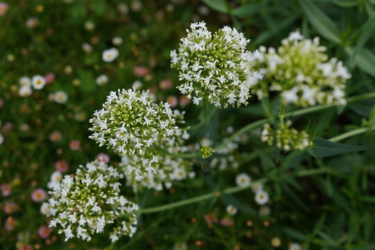 The Centranthus flowers are in full bloom