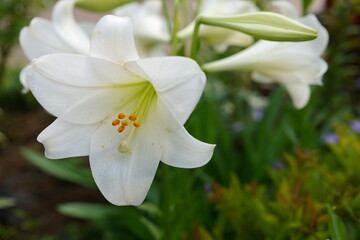 The lilies are in full bloom © Studio Liminia