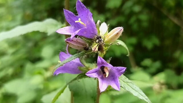 Macro shot of a wild bee collecting pollen inside purple bellflower