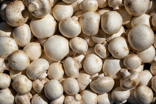 Full frame pattern of fresh white button mushrooms under harsh direct sunlight, organic champignon texture with deep shadows