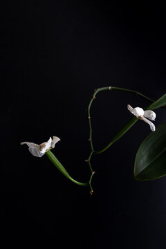 orchid flowers with seeds on black background