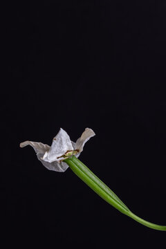orchid flowers with seeds on black background
