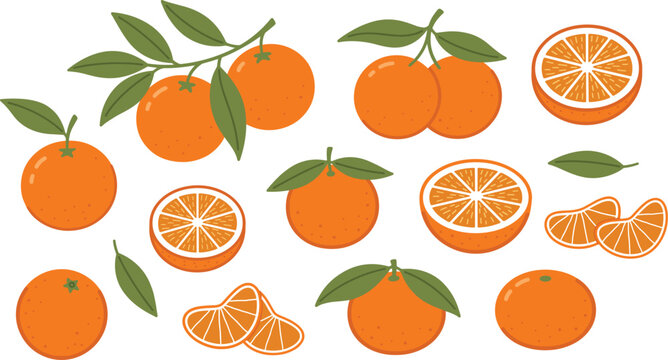 Fresh orange fruit vector illustration set featuring whole citrus mandarins cut half slices segments and green leaves for organic product design