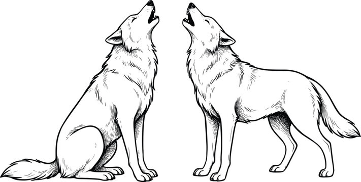 Hand drawn vintage engraving style vector set of two howling wolves sitting and standing isolated on a white background