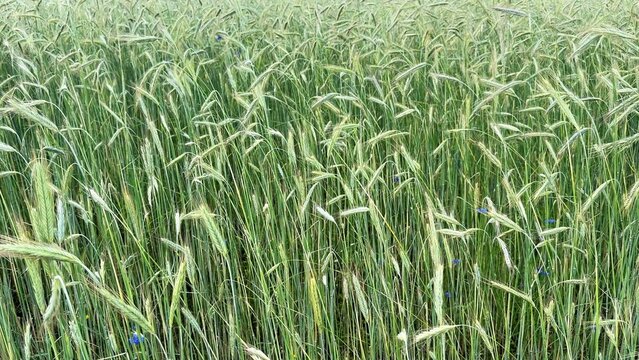 Green barley stalks waving gently in the wind under a bright blue sky during summer season