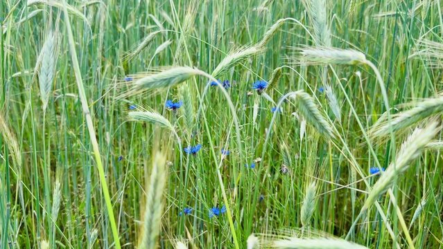 Tall grassy field with blue cornflowers among green wheat stalks swaying in the gentle breeze