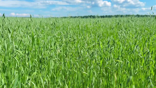 Green oats field with swaying grass under a clear blue sky on a sunny day