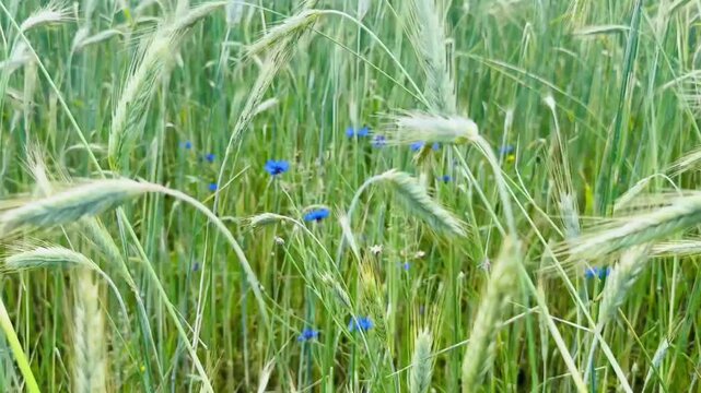 Swirling green grass blades with vibrant blue cornflowers amidst wild vegetation in summer