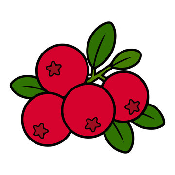 Cranberry fruit vector illustration