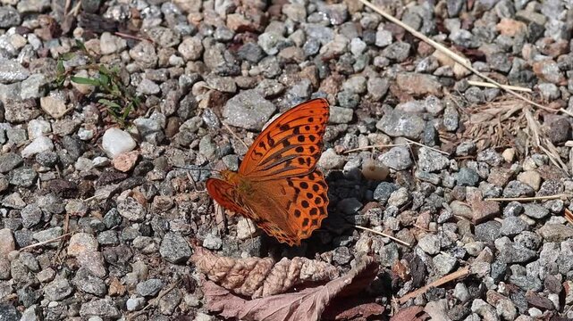 short clip of a Argynnis paphia the silver-washed frittilary butterfly sitting on the soil