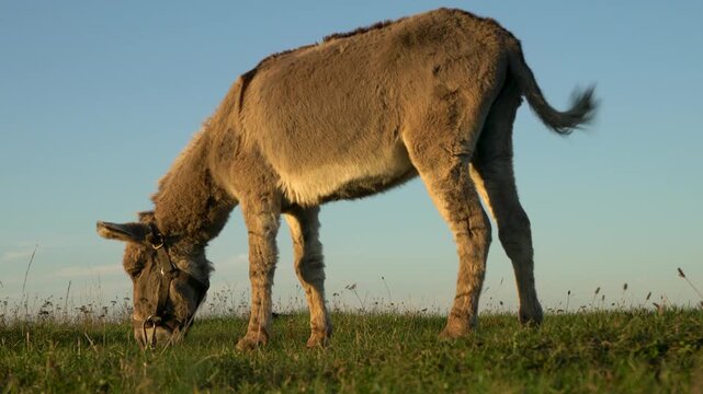 A grey donkey with a harness is bent over grazing on the lush green grass of a meadow. The background features a clear blue sky, creating a serene rural scene.